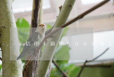 信用卡逾期5000多怎么协商 信用卡逾期5000多怎么协商