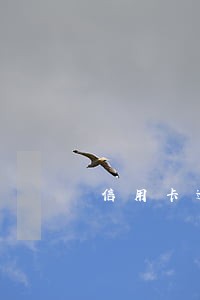 信用卡逾期5000滚 信用卡逾期5000滚