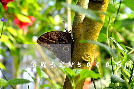 信用卡逾期5000滞纳金多少钱 信用卡逾期5000滞纳金多少钱