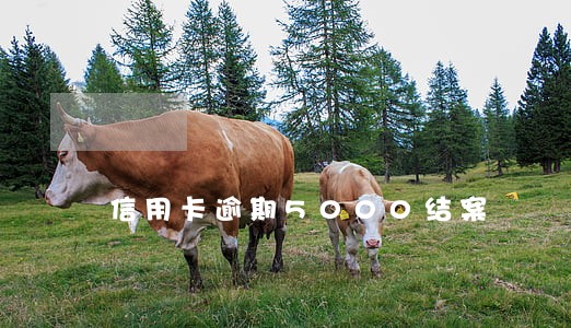 信用卡逾期5000结案 信用卡逾期5000结案