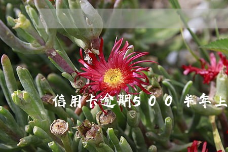信用卡逾期500半年上征信吗 信用卡逾期500半年上征信吗