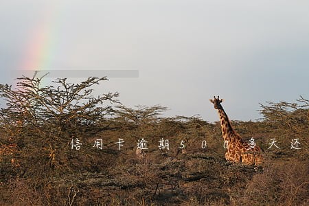 信用卡逾期500多天还款 信用卡逾期500多天还款