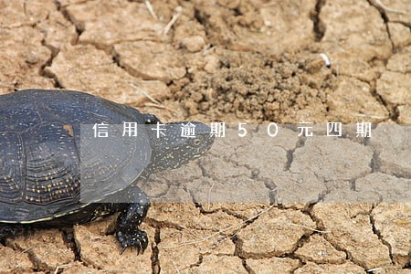 信用卡逾期50元四期