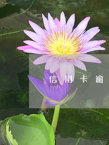 信用卡逾期50期已还款