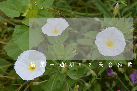 信用卡逾期52天会催款吗 信用卡逾期52天会催款吗