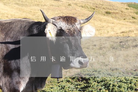 信用卡逾期5万三年 信用卡逾期5万三年