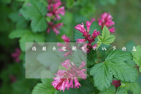 信用卡逾期5万以下会怎么判 信用卡逾期5万以下会怎么判