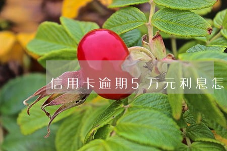 信用卡逾期5万元利息怎么办 信用卡逾期5万元利息怎么办