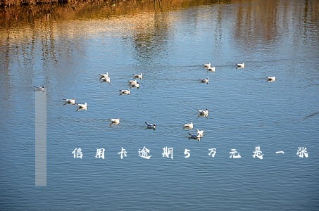 信用卡逾期5万元是一张 信用卡逾期5万元是一张