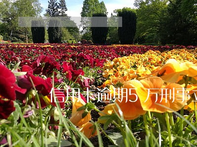 信用卡逾期5万刑事立案 信用卡逾期5万刑事立案