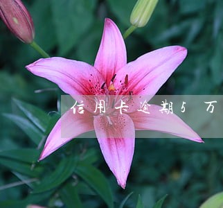 信用卡逾期5万包含备用金 信用卡逾期5万包含备用金