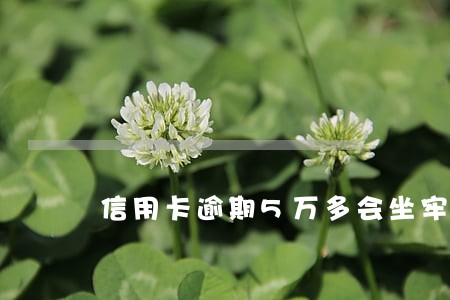 信用卡逾期5万多会坐牢吗 信用卡逾期5万多会坐牢吗