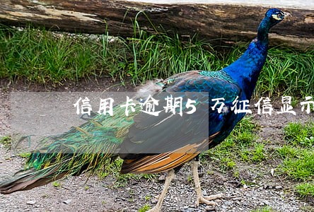 信用卡逾期5万征信显示呆帐