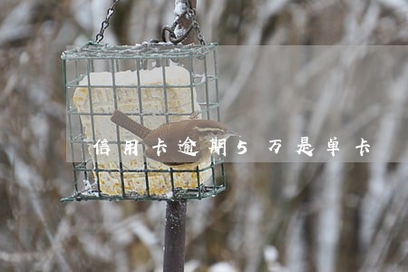 信用卡逾期5万是单卡