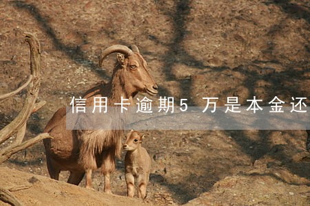 信用卡逾期5万是本金还款吗浦发 信用卡逾期5万是本金还款吗浦发