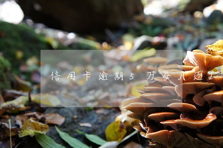信用卡逾期5万每月还200 信用卡逾期5万每月还200
