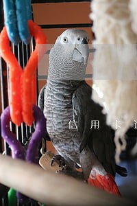 信用卡逾期5万现在是多张卡吗