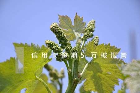 信用卡逾期5万被报警