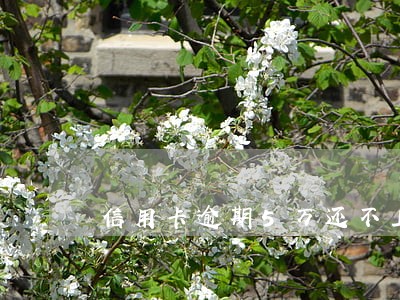 信用卡逾期5万还不上 信用卡逾期5万还不上