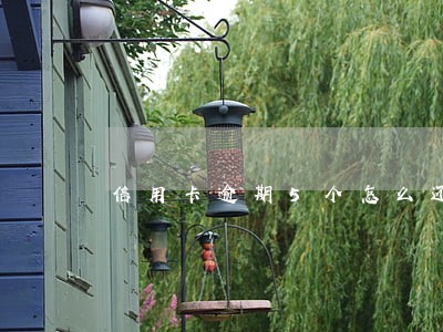 信用卡逾期5个怎么还好 信用卡逾期5个怎么还好