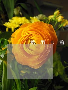 信用卡逾期5个月之后能用吗