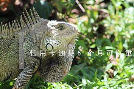 信用卡逾期5个月可以重新开通吗 信用卡逾期5个月可以重新开通吗