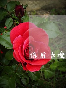 信用卡逾期5个月没还没听电话