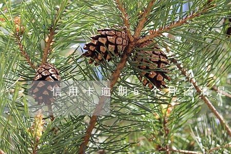 信用卡逾期5个月还清是黑户吗 信用卡逾期5个月还清是黑户吗