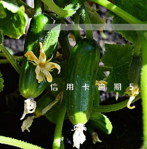 信用卡逾期5个月还能激活么 信用卡逾期5个月还能激活么