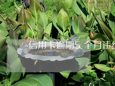 信用卡逾期5个月违约金怎么处理