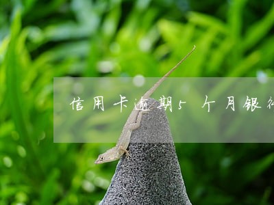 信用卡逾期5个月银行还款 信用卡逾期5个月银行还款