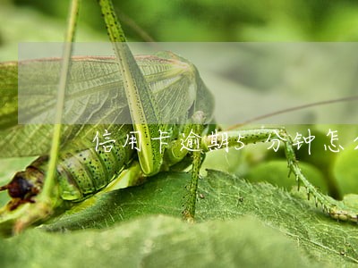 信用卡逾期5分钟怎么办 信用卡逾期5分钟怎么办