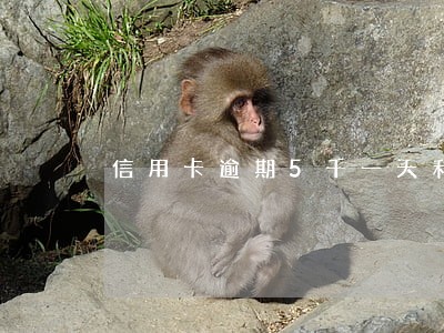 信用卡逾期5千一天利息多少 信用卡逾期5千一天利息多少