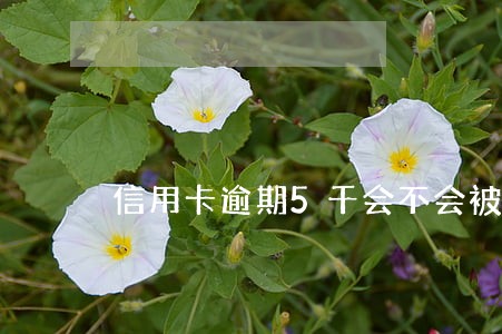 信用卡逾期5千会不会被起诉 信用卡逾期5千会不会被起诉