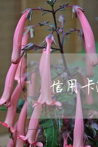 信用卡逾期5千会坐牢 信用卡逾期5千会坐牢