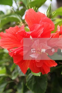 信用卡逾期5千派出所来电话 信用卡逾期5千派出所来电话
