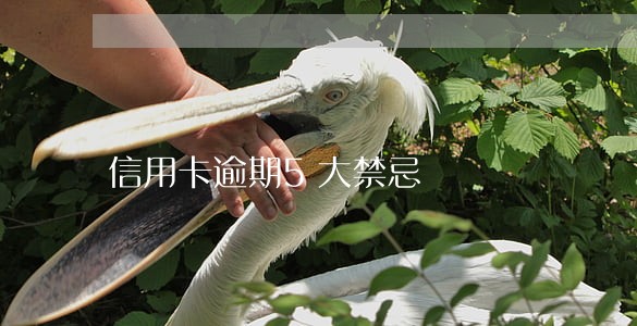 信用卡逾期5大禁忌 信用卡逾期5大禁忌