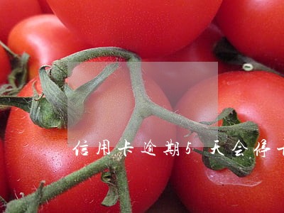信用卡逾期5天会停卡吗