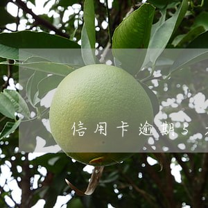 信用卡逾期5天会影响征信