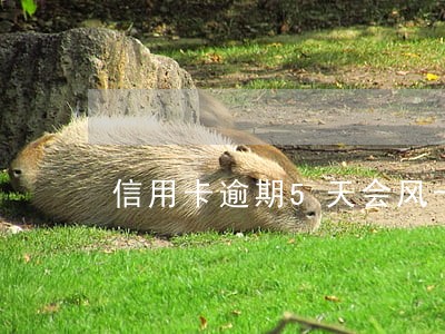 信用卡逾期5天会风卡吗 信用卡逾期5天会风卡吗