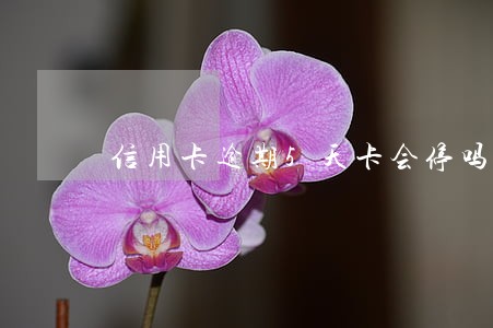 信用卡逾期5天卡会停吗 信用卡逾期5天卡会停吗