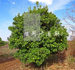 信用卡逾期5天可以还最低吗