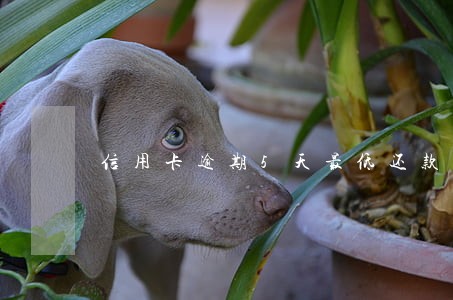 信用卡逾期5天最低还款吗 信用卡逾期5天最低还款吗