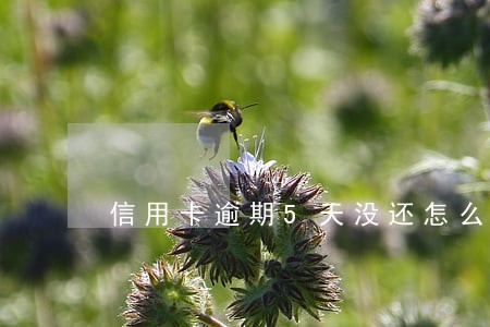 信用卡逾期5天没还怎么办 信用卡逾期5天没还怎么办