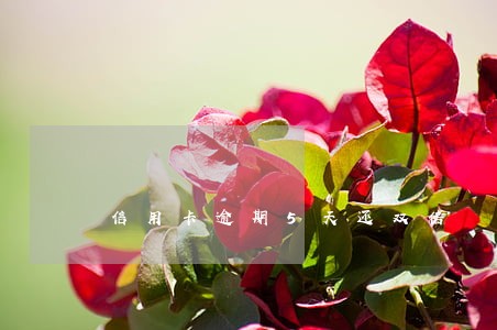 信用卡逾期5天还双倍 信用卡逾期5天还双倍