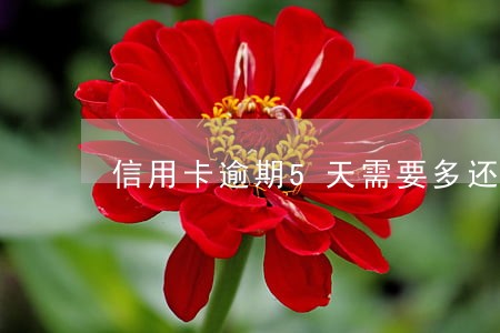 信用卡逾期5天需要多还多少钱 信用卡逾期5天需要多还多少钱