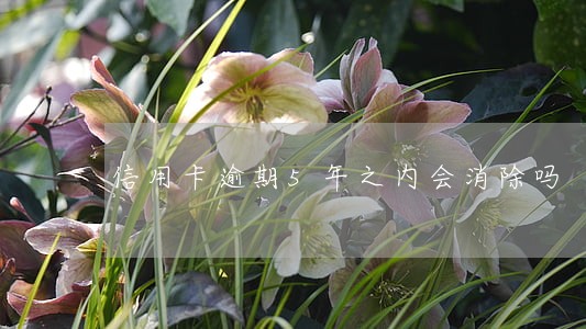 信用卡逾期5年之内会消除吗