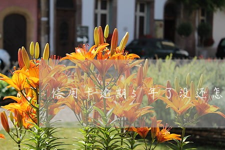 信用卡逾期5年了没还怎么办 信用卡逾期5年了没还怎么办
