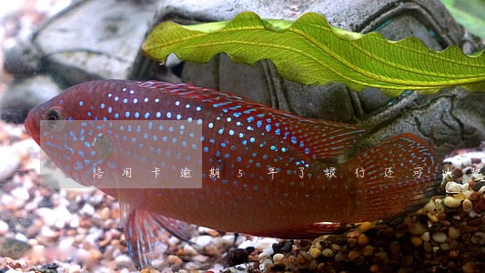 信用卡逾期5年了银行还可以起诉吗 信用卡逾期5年了银行还可以起诉吗