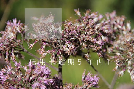 信用卡逾期5年内16个月 信用卡逾期5年内16个月